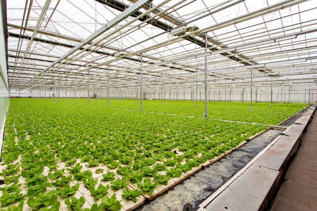 Production Operative - Lettuce Glasshouse